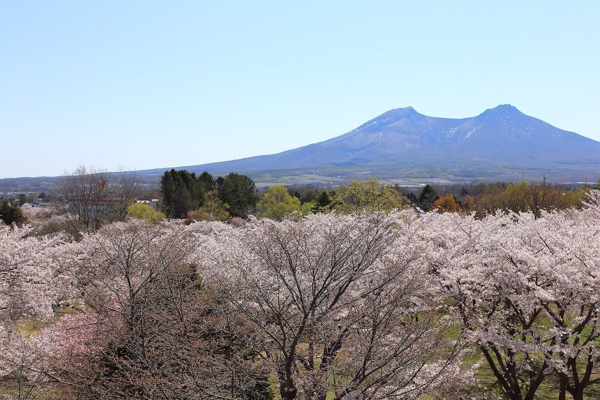 🌸 오니우시 공원 이미지 5